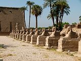 Louxor Temple Allee Sphinx Hommes 0071